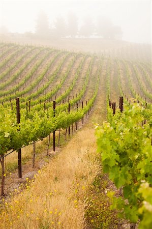 simsearch:632-02690346,k - Beautiful Lush Grape Vineyard In The Morning Mist and Sun with Room for Your Own Text. Stock Photo - Budget Royalty-Free & Subscription, Code: 400-04689735