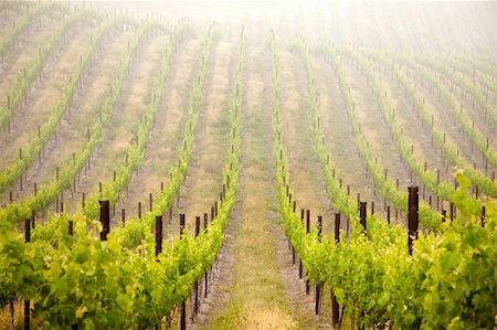 simsearch:632-02690346,k - Beautiful Lush Grape Vineyard In The Morning Mist and Sun with Room for Your Own Text. Stock Photo - Budget Royalty-Free & Subscription, Code: 400-04689736