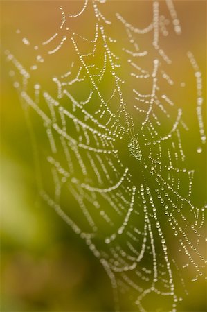 simsearch:400-07570299,k - Wet Spider Web in The Morning Mist With Narrow Depth of Field. Stock Photo - Budget Royalty-Free & Subscription, Code: 400-04689737