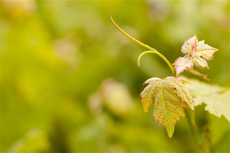 simsearch:632-02690346,k - Beautiful Grape Vineyard Leaves In The Morning Mist and Sun with Room for Your Own Text. Stock Photo - Budget Royalty-Free & Subscription, Code: 400-04689739