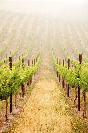 simsearch:632-02690346,k - Beautiful Lush Grape Vineyard In The Morning Mist and Sun with Room for Your Own Text. Stock Photo - Budget Royalty-Free & Subscription, Code: 400-04689731