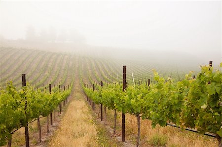 simsearch:632-02690346,k - Beautiful Lush Grape Vineyard In The Morning Mist and Sun with Room for Your Own Text. Stock Photo - Budget Royalty-Free & Subscription, Code: 400-04689732