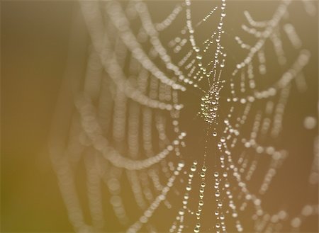 simsearch:400-03966370,k - Wet Spider Web in The Morning Mist With Narrow Depth of Field. Fotografie stock - Microstock e Abbonamento, Codice: 400-04689754