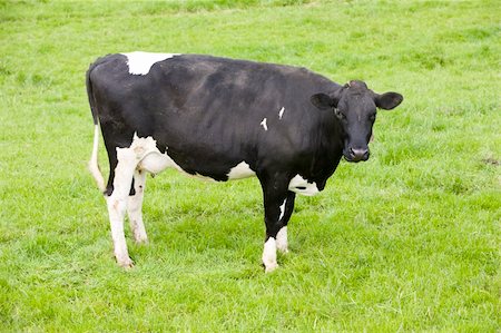 dutch cow pictures - Dutch cow in the meadow Foto de stock - Super Valor sin royalties y Suscripción, Código: 400-04689764