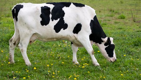 simsearch:400-07676838,k - Dutch cow in the meadow Stock Photo - Budget Royalty-Free & Subscription, Code: 400-04689762
