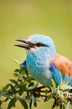 Portrait of an European Roller sitting on a branch Stock Photo - Budget Royalty-Free & Subscription, Code: 400-04689816