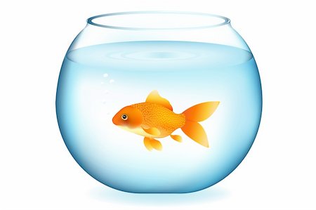 simsearch:400-04689966,k - Golden Fish In Aquarium, Isolated On White Photographie de stock - Aubaine LD & Abonnement, Code: 400-04689951