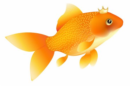 simsearch:400-04689966,k - Classic Golden Fish With Golden Crown, Isolated On White Photographie de stock - Aubaine LD & Abonnement, Code: 400-04689952
