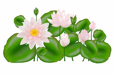 simsearch:400-04424294,k - Group of Pink and white Lotus Flower or Water Lily Stock Photo - Budget Royalty-Free & Subscription, Code: 400-04689985