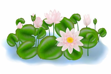 simsearch:400-04424294,k - Group of Pink and white Lotus Flower or Water Lily Floating On Water, Isolated on white Stock Photo - Budget Royalty-Free & Subscription, Code: 400-04689986