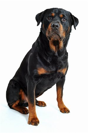 rottweiler - portrait of a purebred rottweiler on a white background Foto de stock - Super Valor sin royalties y Suscripción, Código: 400-04680066