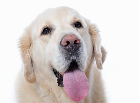 portrait of a purebred golden retriever, focus on the eyes Stock Photo - Budget Royalty-Free & Subscription, Code: 400-04680067