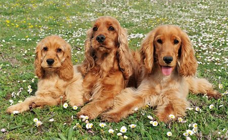 simsearch:400-08669628,k - portrait of three purebred spaniel cocker in a field with flowers Stock Photo - Budget Royalty-Free & Subscription, Code: 400-04680068