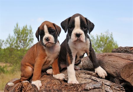 portrait of two purebred puppies boxer outdoors Stock Photo - Budget Royalty-Free & Subscription, Code: 400-04680074