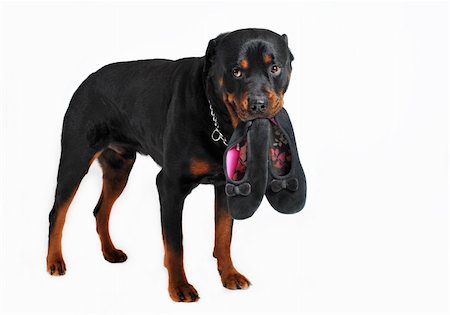 simsearch:400-07124923,k - a rottweiler holding slippers in his mouth Stockbilder - Microstock & Abonnement, Bildnummer: 400-04680145