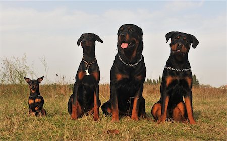 dobermann pinscher - three guard dogs and pinsher are sitting in a field Photographie de stock - Aubaine LD & Abonnement, Code: 400-04680153