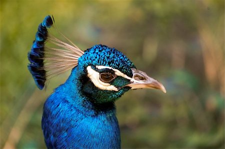 Mr. Peacock Stock Photo - Budget Royalty-Free & Subscription, Code: 400-04680215