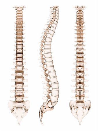 simsearch:400-04311636,k - 3d rendered illustration of different views of a spine Foto de stock - Royalty-Free Super Valor e Assinatura, Número: 400-04680550
