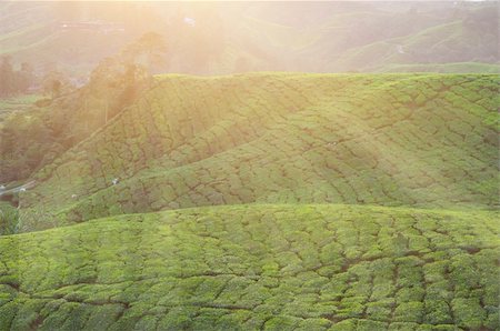 simsearch:841-03870216,k - tea plantation early in the morning with ray of lights Stock Photo - Budget Royalty-Free & Subscription, Code: 400-04680695