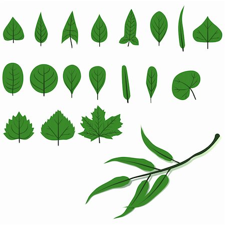 Isolated leaf shapes and a eucalyptus branch. Stock Photo - Budget Royalty-Free & Subscription, Code: 400-04680864