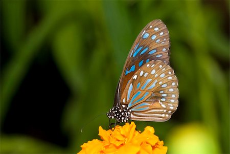 falena - butterfly with natural background Fotografie stock - Microstock e Abbonamento, Codice: 400-04680964