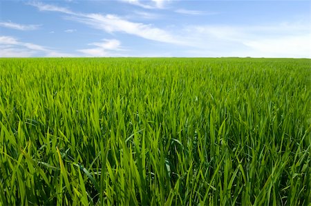 simsearch:400-03997550,k - paddy rice field Stock Photo - Budget Royalty-Free & Subscription, Code: 400-04681024