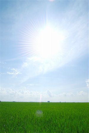 simsearch:400-03997550,k - paddy rice field Stock Photo - Budget Royalty-Free & Subscription, Code: 400-04681025