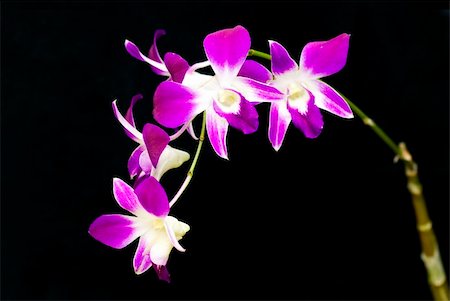 simsearch:841-02946335,k - close up shot of orchid flower Fotografie stock - Microstock e Abbonamento, Codice: 400-04681022