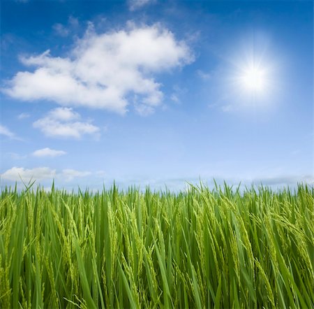 simsearch:400-04349207,k - paddy rice field Stock Photo - Budget Royalty-Free & Subscription, Code: 400-04681035