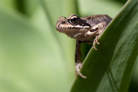 simsearch:400-05356054,k - A young frog on a plant leaf Photographie de stock - Aubaine LD & Abonnement, Code: 400-04681056