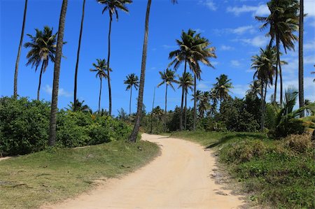 Palm trees and vegeetation on Dominica in the Caribbean with deep blue sky in background Stockbilder - Microstock & Abonnement, Bildnummer: 400-04681196