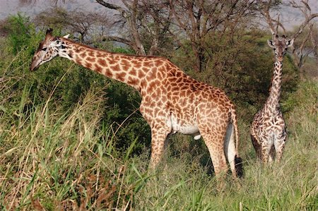 simsearch:400-04275319,k - Giraffes in high grass of Serengeti NP Foto de stock - Super Valor sin royalties y Suscripción, Código: 400-04681215