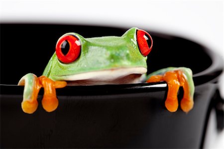 Red eyed tree frog sitting on cup Photographie de stock - Aubaine LD & Abonnement, Code: 400-04681254