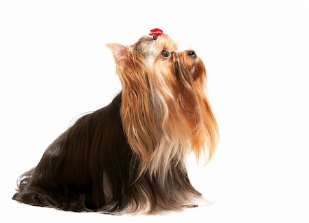 simsearch:400-04786451,k - A sitting yorkshire terrier is looking up; isolated on the white background Stockbilder - Microstock & Abonnement, Bildnummer: 400-04681792