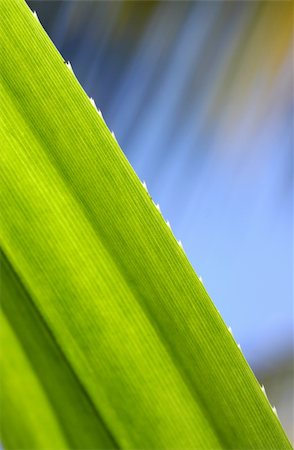 fotosintesi - Close up of green leave Fotografie stock - Microstock e Abbonamento, Codice: 400-04682319