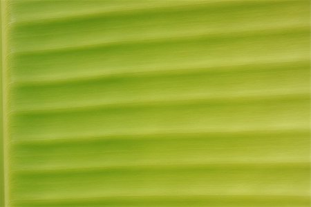 simsearch:400-05015288,k - Close up of green leaf Photographie de stock - Aubaine LD & Abonnement, Code: 400-04682333