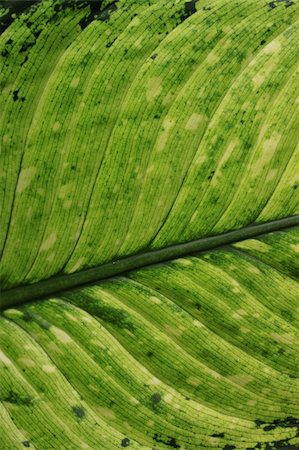 simsearch:400-05015288,k - Close up of green leaf Photographie de stock - Aubaine LD & Abonnement, Code: 400-04682350