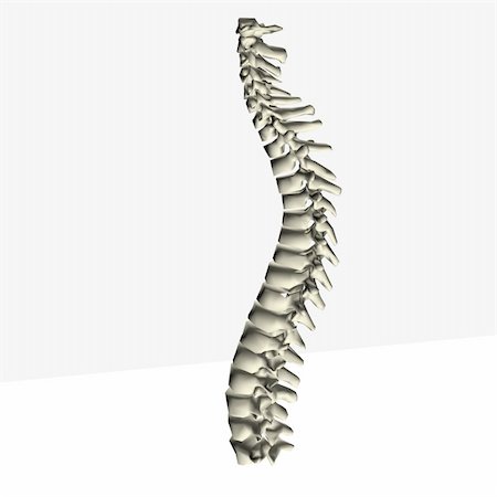 doctor bone model - spine Stock Photo - Budget Royalty-Free & Subscription, Code: 400-04682706