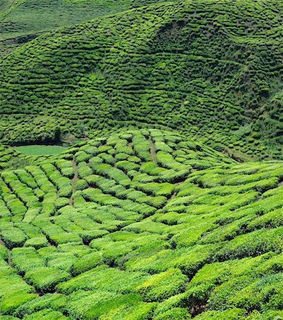 simsearch:400-06921179,k - Tea plantations found in Cameron Highlands, Malaysia Fotografie stock - Microstock e Abbonamento, Codice: 400-04682918
