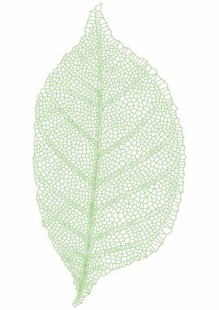 green leaf with detailed texture, vector Stock Photo - Budget Royalty-Free & Subscription, Code: 400-04682921