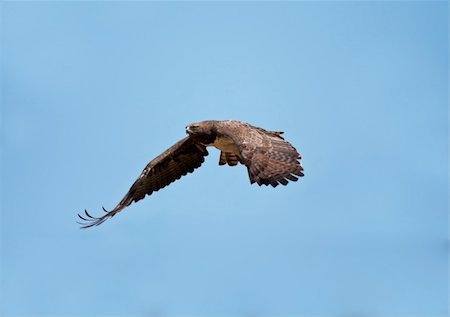 Martial Eagle swooping down to catch prey Foto de stock - Super Valor sin royalties y Suscripción, Código: 400-04682985