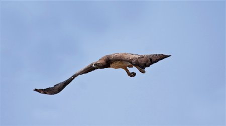 eagle preyed human - Martial Eagle swooping down to catch prey Stock Photo - Budget Royalty-Free & Subscription, Code: 400-04682987