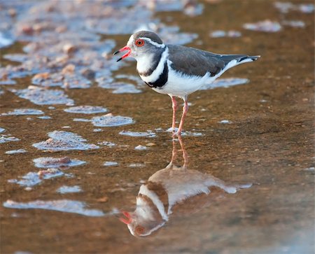 pluvier - Three banded plover standing in shallow water with its reflection Photographie de stock - Aubaine LD & Abonnement, Code: 400-04682989