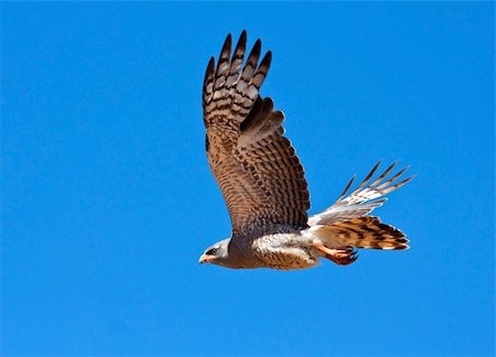 Southern Pale Chanting Goshawk flying against a blue sky, hunting for prey Photographie de stock - Aubaine LD & Abonnement, Code: 400-04682981