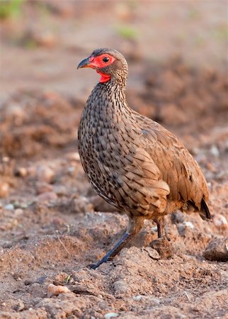 simsearch:400-05706113,k - Swainson's Francolin walking in the early mornining looking for food Stock Photo - Budget Royalty-Free & Subscription, Code: 400-04682983