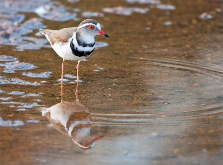 pluvier - Three banded plover standing in shallow water with its reflection Photographie de stock - Aubaine LD & Abonnement, Code: 400-04682990