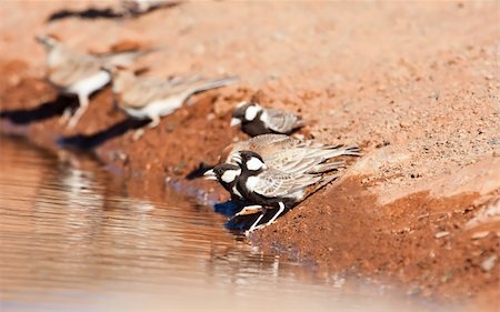 Thirsty Grey-backed Sparrow-larks drinking water in the Kalahari desert Foto de stock - Royalty-Free Super Valor e Assinatura, Número: 400-04683008