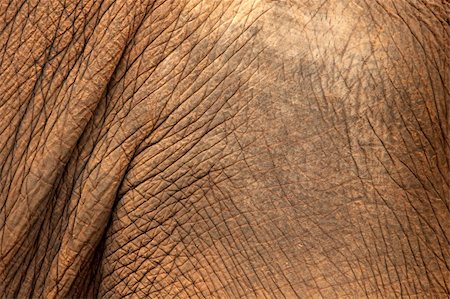 endangered animal skins - Close up of Elephant skin Stock Photo - Budget Royalty-Free & Subscription, Code: 400-04683023