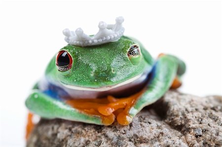 Frog - small animal red eyed Stock Photo - Budget Royalty-Free & Subscription, Code: 400-04683718