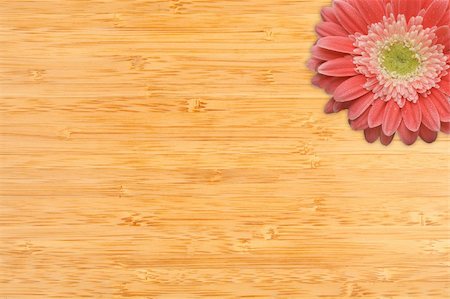 simsearch:400-06073508,k - Bright Pink Gerber Daisies with Water Drops on a Bamboo Wood Background with Copy Space. Photographie de stock - Aubaine LD & Abonnement, Code: 400-04694028